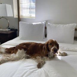 First canine guest First canine guest
