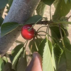 3D Cherries - Beautiful single cherry