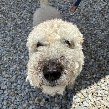 Mj’s Mutts - Another furbaby visiting for a pup cup! - Food Trucks Near Me - Amherst, New Hampshire