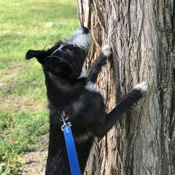 Hart Memorial Park - dog play - Parks Near Me