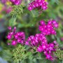 Weatherbee Nursery