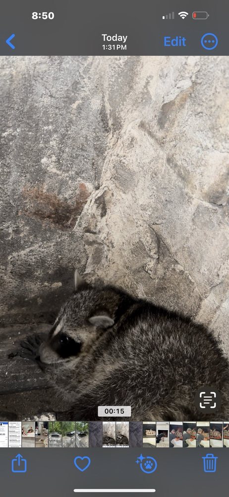 Slide of Guardian Chimney Sweep