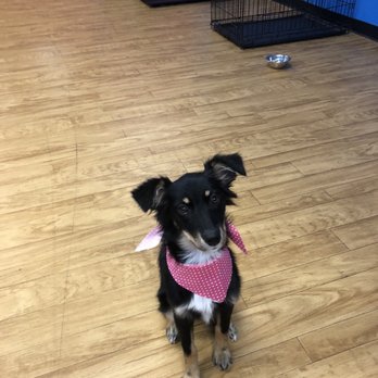 Ellen's Dog Grooming - Pet Groomers Near Me - Bloomington, Illinois Ellen's Dog Grooming - Pet Groomers Near Me - Bloomington, Illinois