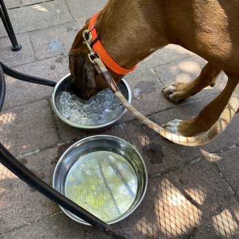 Volcano Union Inn + Pub - Our puppy was teething and our awesome waitress brought us ice for Hubert (and brought water for him when they brought us water) - Bed & Breakfast Near Me - Volcano, California
