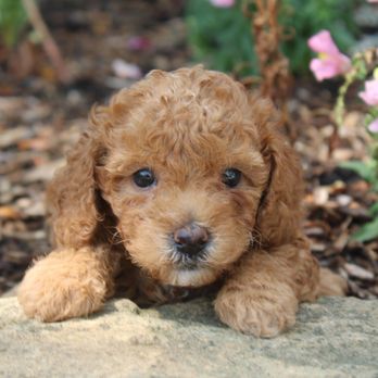 That Doggy in the Window - Pet Breeders Near Me