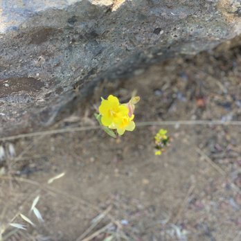 Volcan Mountain Preserve - Hiking Near Me - Julian, California Volcan Mountain Preserve - Hiking Near Me - Julian, California