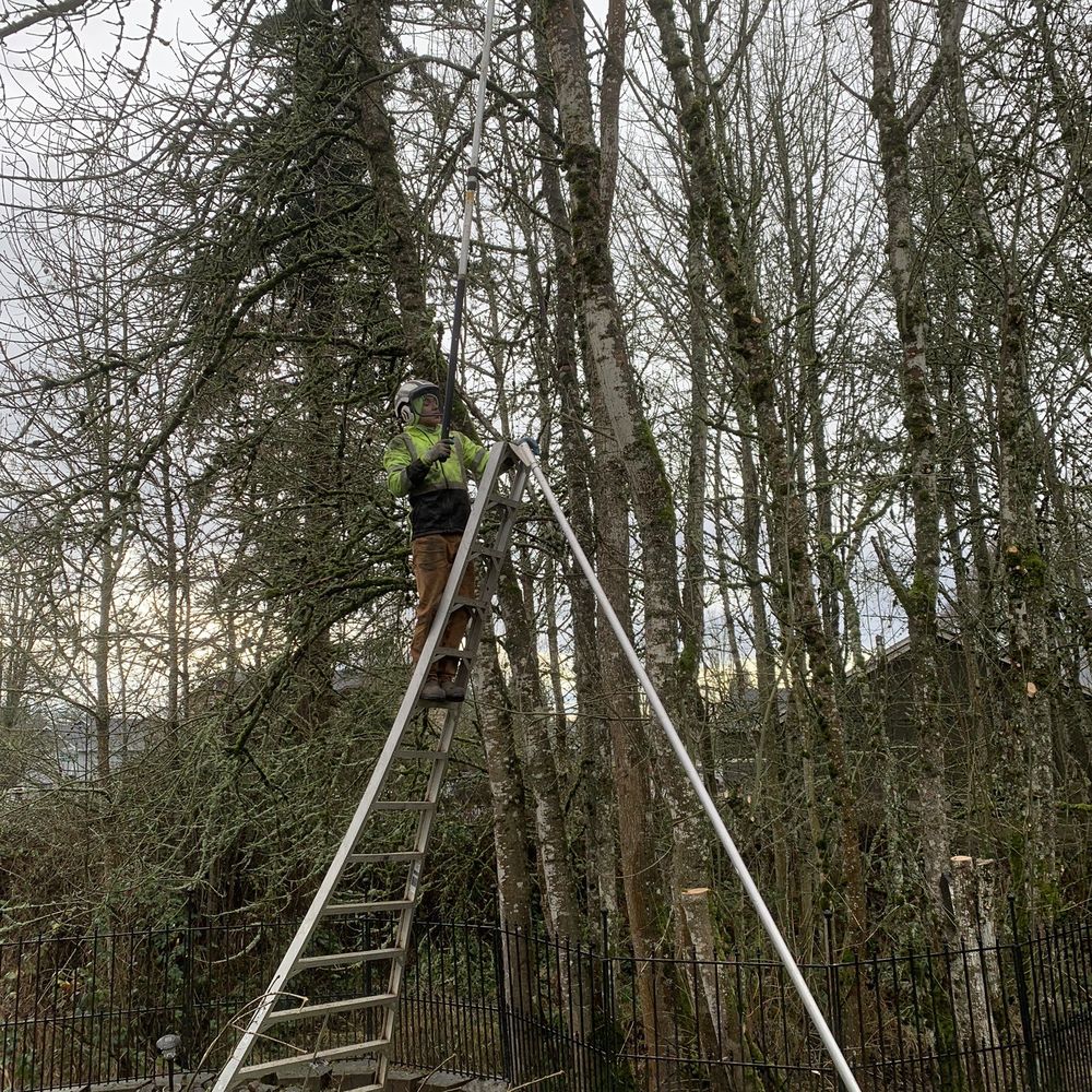 Tree North  Tree Service - Carefully trimming the tree! - Tree Services Near Me