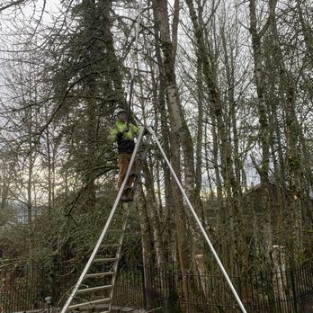 Tree North  Tree Service - Carefully trimming the tree! - Tree Services Near Me