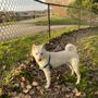 Photo of Mimi De Marta Dog Park