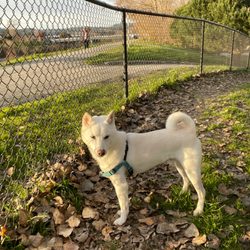 Mimi De Marta Dog Park - This Park is located walking distance from shops on Pacific and from Trader Joe's on River Street