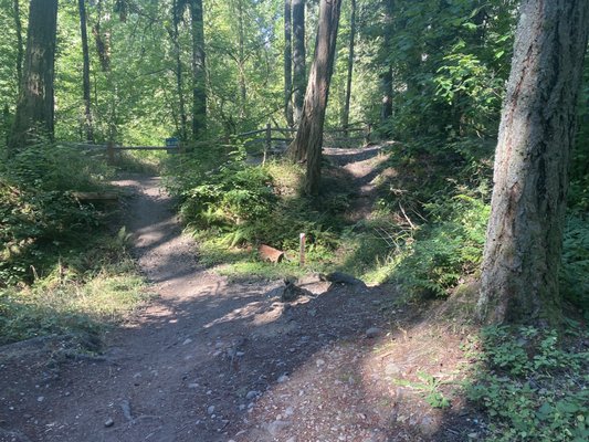 Photo of Bresemann Forest Park Trail - Spanaway, WA, US.