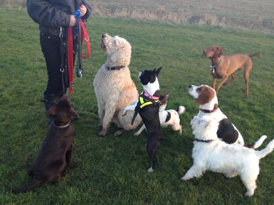 FLUFFYWALKIES Updated July 2024 47 Oakfield Close, Potters Bar