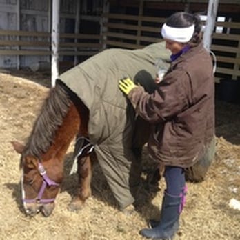 Becky's Hope Horse Rescue - We rescued Muffit 2 years ago; this poor little girl had foundered so bad she could not stay on her feet for more than 30 second - Animal Shelters Near Me - Frisco, Texas