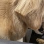 Photo of Almaden Pet Salon