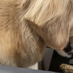 Almaden Pet Salon