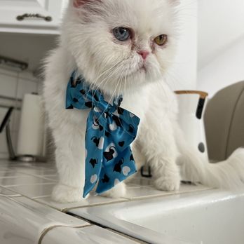 Je Tadore Pet Salon - Pet Groomers Near Me - Montrose, California Je Tadore Pet Salon - Pet Groomers Near Me - Montrose, California
