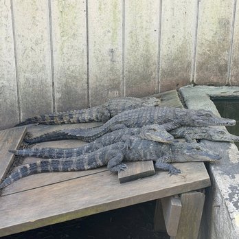 Crocodile Encounter - Zoos Near Me - Angleton, Texas Crocodile Encounter - Zoos Near Me - Angleton, Texas