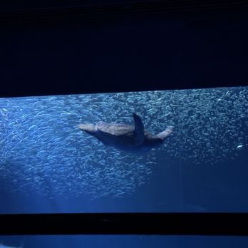 Monterey Bay Aquarium - Sea turtle - Aquariums Near Me - Monterey, California Monterey Bay Aquarium - Sea turtle - Aquariums Near Me - Monterey, California