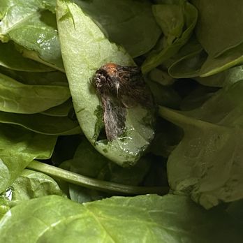 Costco Wholesale - Nasty bugs infested in my spinach organic supposed to be a thorough washed as on the box where is the health inspector? - Wholesale Stores Near Me - McDonough, Georgia Costco Wholesale - Nasty bugs infested in my spinach organic supposed to be a thorough washed as on the box where is the health inspector? - Wholesale Stores Near Me - McDonough, Georgia