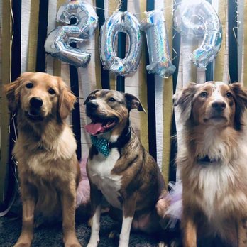 Dogtopia - Northville - Pet Boarding Near Me - Northville, Michigan