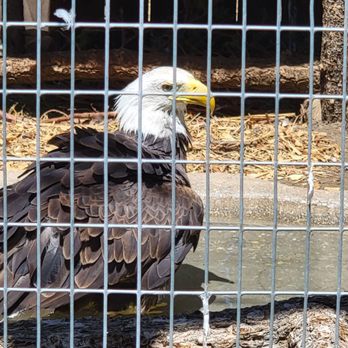 Big Bear Alpine Zoo - Bald eagle (aka freedom) taking a bath on the 4th of July. I know it's a caged animal so "freedom" is just an illusion here. - Zoos Near Me - Big Bear Lake, California Big Bear Alpine Zoo - Bald eagle (aka freedom) taking a bath on the 4th of July. I know it's a caged animal so "freedom" is just an illusion here. - Zoos Near Me - Big Bear Lake, California