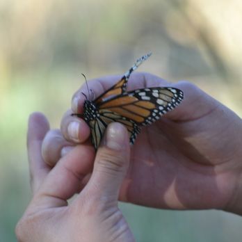 Hueco Tanks State Historic Site - Monarchs in the meadow - Hiking Near Me - El Paso, Texas Hueco Tanks State Historic Site - Monarchs in the meadow - Hiking Near Me - El Paso, Texas