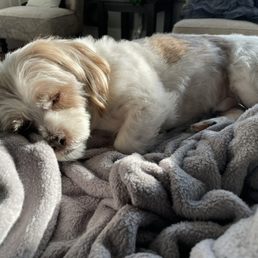 My dog after his hair cut My dog after his hair cut