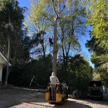 Inexpensive Tree Services - Tree Services Near Me - Los Angeles, California