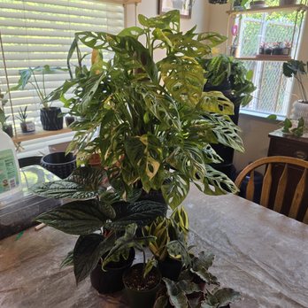 Good Plant Keeping - Huge new mother plant - Nurseries & Gardening Near Me - Valrico, Florida Good Plant Keeping - Huge new mother plant - Nurseries & Gardening Near Me - Valrico, Florida