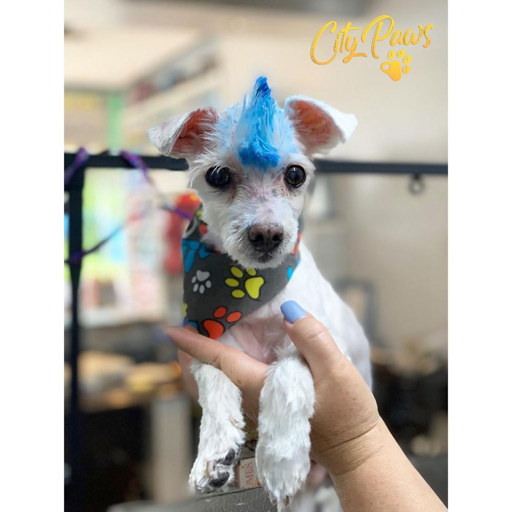 CITY PAWS PET GROOMING & DAYCARE 59 Photos & 18 Reviews 1129 S Elmora Ave, Elizabeth, New