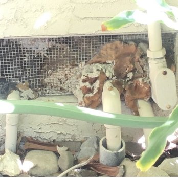 Rodent Innovative Professionals - Before vent from dryer - Pest Control Near Me Rodent Innovative Professionals - Before vent from dryer - Pest Control Near Me