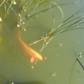 Saint Andrew's Abbey - A Koi in the lake - Churches Near Me - Valyermo, California