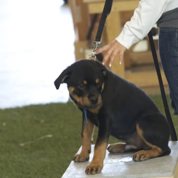 Cali K9 - Pet Training Near Me - San Jose, California