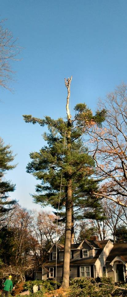 ASC Tree Service - tree service in Derry, NH