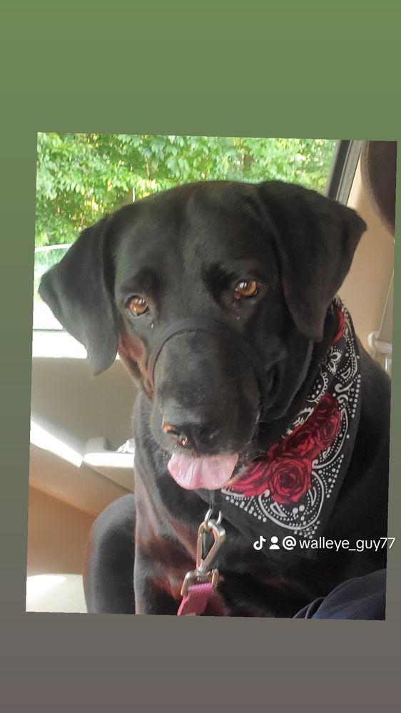Big Walnut Animal Care Center - pet boarding facility in Galena, OH