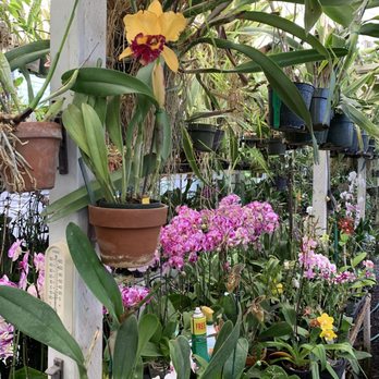Orchid Design - Tropical orchid jungle in San Jose! - Florists Near Me - San Jose, California Orchid Design - Tropical orchid jungle in San Jose! - Florists Near Me - San Jose, California