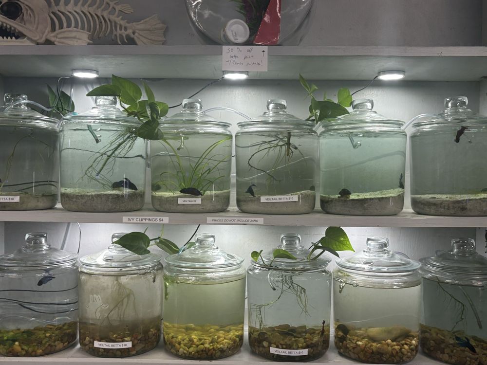 Oasis Tropicals - reptile breeding in Pleasanton, TX