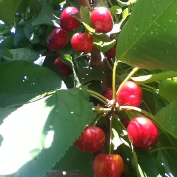 Chavez U-Pick Cherries - Pick Your Own Farms Near Me - Brentwood, California Chavez U-Pick Cherries - Pick Your Own Farms Near Me - Brentwood, California