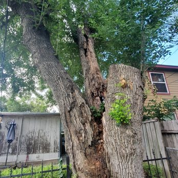 Garza Tree Trimming - a tree in bad condition !! - Tree Services Near Me Garza Tree Trimming - a tree in bad condition !! - Tree Services Near Me