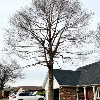 Salas Tree Service - Cypress tree after trimmed and project cleaned up done by 330pm. - Tree Services Near Me - Bethany, Oklahoma Salas Tree Service - Cypress tree after trimmed and project cleaned up done by 330pm. - Tree Services Near Me - Bethany, Oklahoma