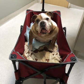 SAGE Veterinary Centers - Campbell - Veterinarians Near Me - Campbell, California