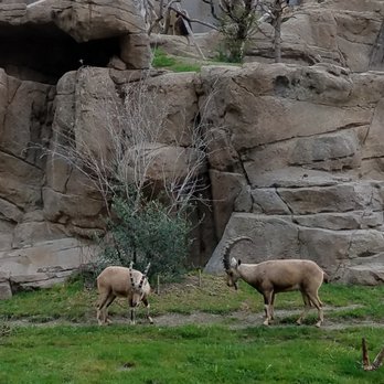 Africa Rocks - Zoos Near Me - San Diego, California Africa Rocks - Zoos Near Me - San Diego, California