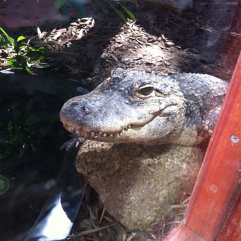 Wildlife Learning Center - Alligator! - Zoos Near Me - Sylmar, California Wildlife Learning Center - Alligator! - Zoos Near Me - Sylmar, California