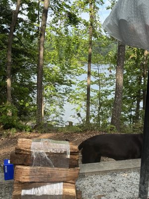 Devils Fork State Park by null