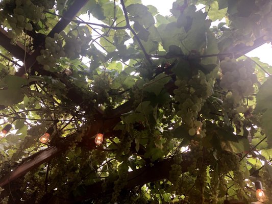 Dolci Thai Bistro by null