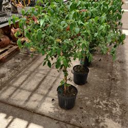 Maple Leaf Gardens - Shrimp plant trained into tree