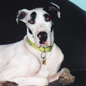 Park Cities Pet Care - Pet Sitting Near Me Park Cities Pet Care - Pet Sitting Near Me