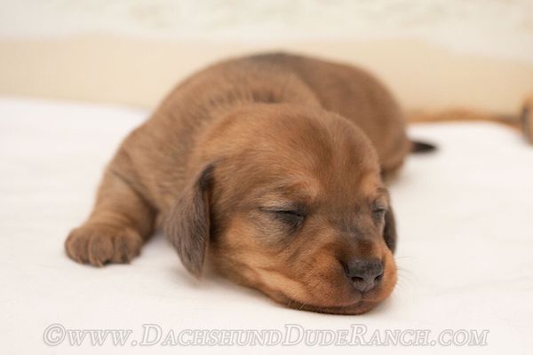 Dachshund Dude Ranch Center Point Tx Pet Services Mapquest