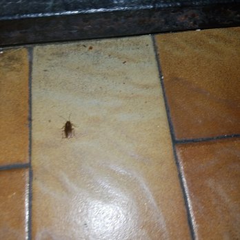 New Hong Kong Chinese Restaurant - Live cockroach crawling out of kitchen - Chinese Near Me - Hialeah, Florida New Hong Kong Chinese Restaurant - Live cockroach crawling out of kitchen - Chinese Near Me - Hialeah, Florida