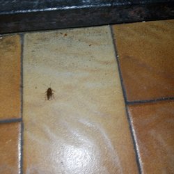 Live cockroach crawling out of kitchen